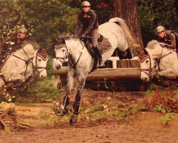 Dressurpferd Da Vinci 270 (Hannoveraner, 2007, von Don Dior)