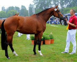 Dressurpferd Akimba (Holsteiner, 2008, von Casall Ask)