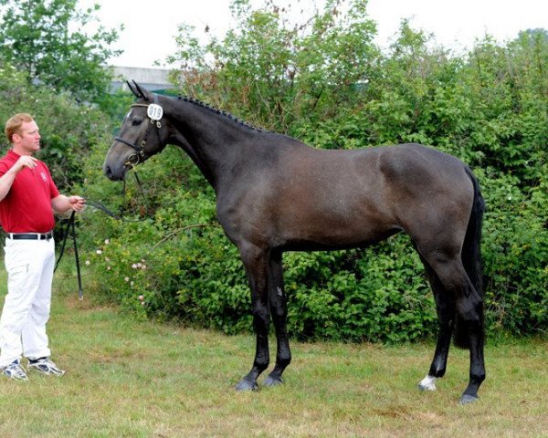 Springpferd Alegra 103 (Holsteiner, 2008, von Cartani 4)