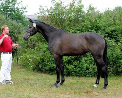 jumper Alegra 103 (Holsteiner, 2008, from Cartani 4)