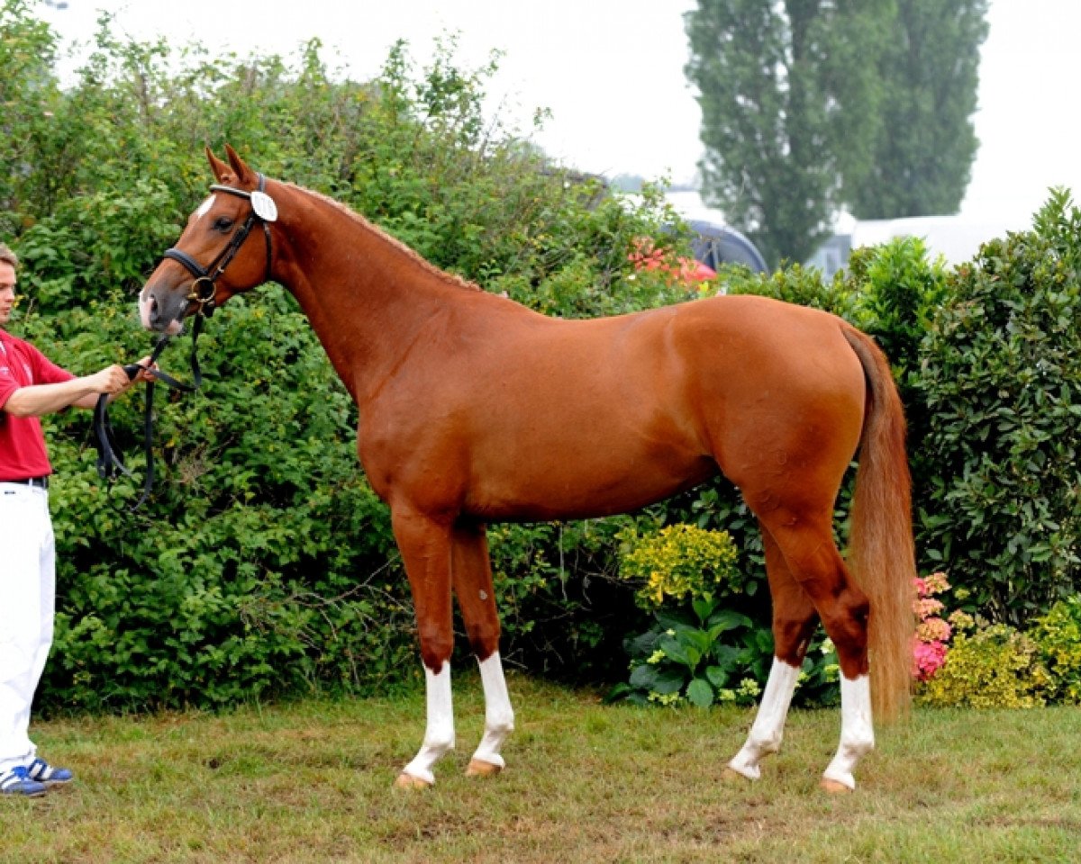 broodmare Alpenfee I (Holsteiner, 2008, from Casall Ask)