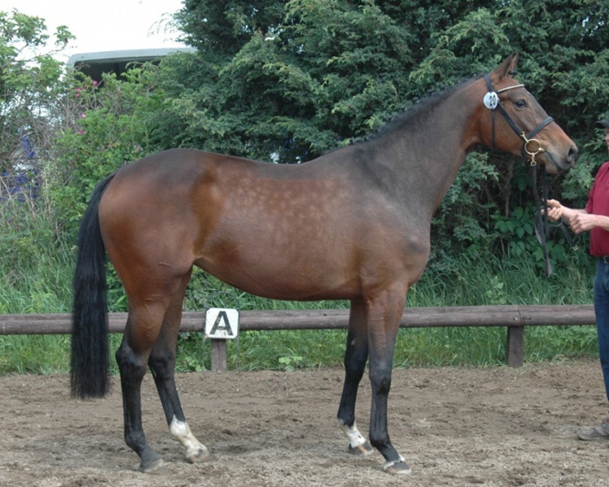 Zuchtstute Cookee (Holsteiner, 2008, von Cristo)