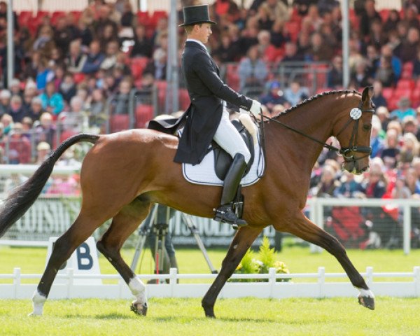 eventing horse Tom Tom Go 3 (Holsteiner, 2003, from Templer GL xx)