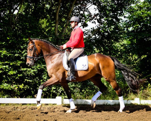 horse Fürst Finley 6 (Hanoverian, 2011, from Fürst Romancier)