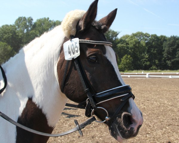 dressage horse Geronimo 583 (Lewitzer, 1995, from Greenhorn)