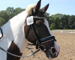 dressage horse Geronimo 583 (Lewitzer, 1995, from Greenhorn)