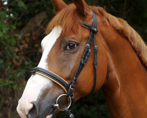 dressage horse Shakespear 8 (Trakehner, 2006, from Donaufels)
