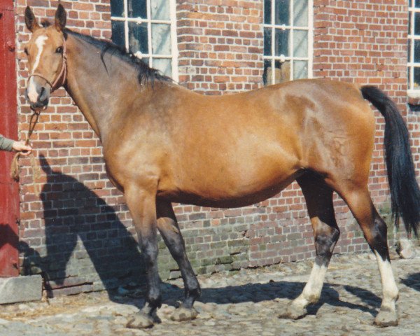 Zuchtstute Karla (Holsteiner, 1973, von Cor de la Bryère)