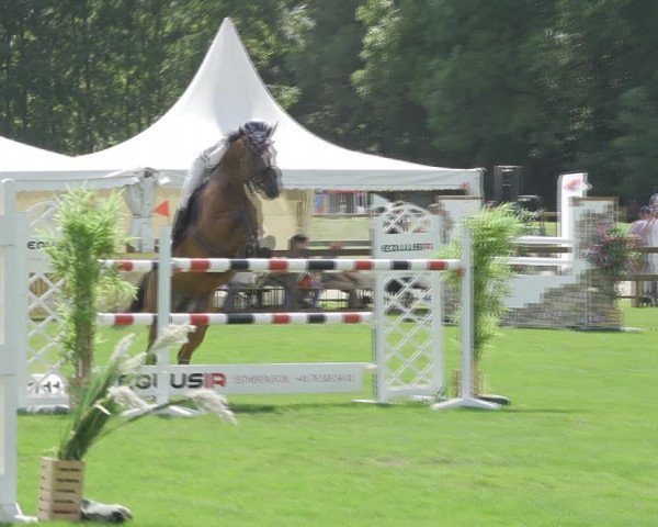 Reitturnier Kappelen-Lyss 2020