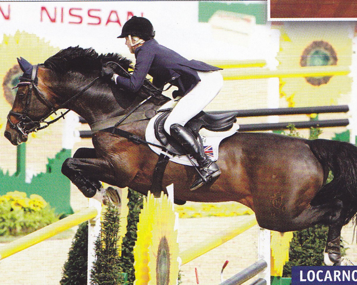 Deckhengst Locarno 62 (Holsteiner, 1996, von Lord Calidos)