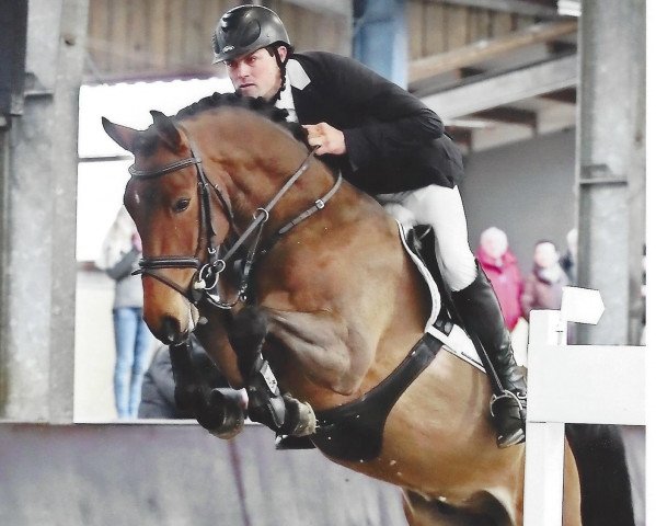 jumper Akkord 36 (Westphalian, 2010, from Arpeggio)