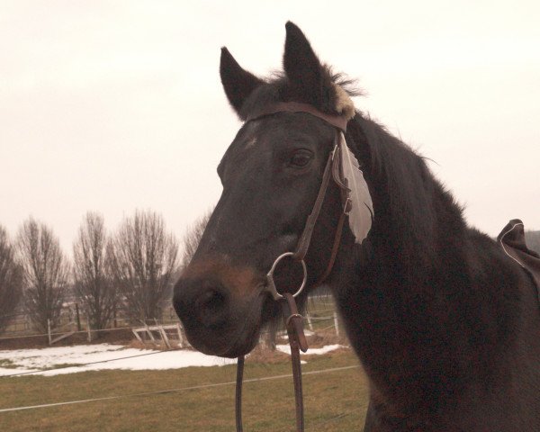 broodmare Konstanze (Württemberger, 1987, from Korporal)