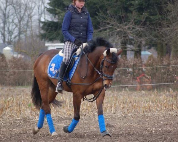 broodmare Blümchen (German Riding Pony, 2004, from Brinkum's Helmut) broodmare Blümchen (German Riding Pony, 2004, from Brinkum's Helmut)