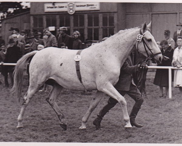 Zuchtstute Liesa (Holsteiner, 1952, von Ramzes AA)