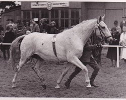 broodmare Liesa (Holsteiner, 1952, from Ramzes AA)