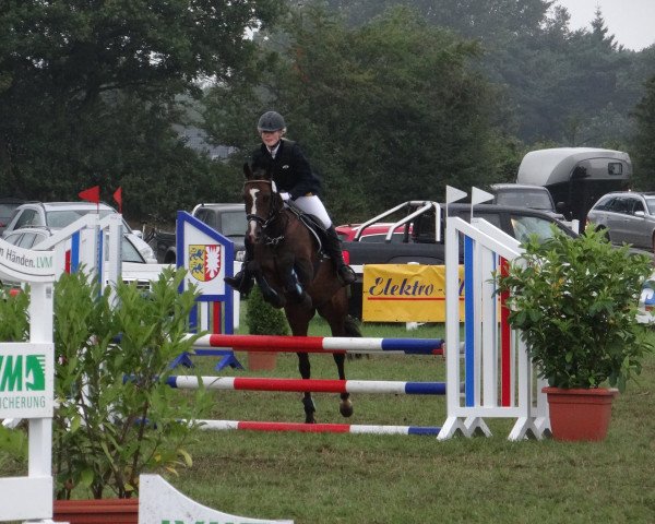 jumper Holsteins Safari (German Riding Pony, 2003, from Holsteins William)
