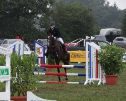 jumper Holsteins Safari (German Riding Pony, 2003, from Holsteins William)