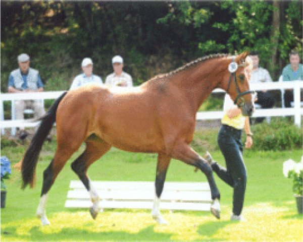 broodmare Grafina (Hanoverian, 2005, from Graf Top)