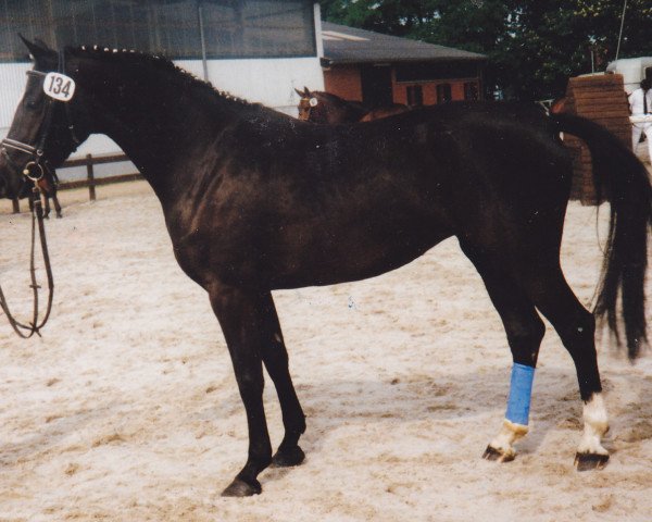 broodmare Dolce Vita (Holsteiner, 1989, from Constant)