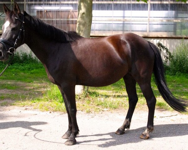 Zuchtstute Ringesheim`s Shakira (New-Forest-Pony, 2005, von De Mensinghe's Rinaldo) Zuchtstute Ringesheim`s Shakira (New-Forest-Pony, 2005, von De Mensinghe's Rinaldo)