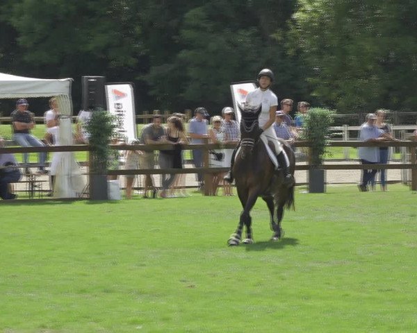 Reitturnier Kappelen-Lyss 2020