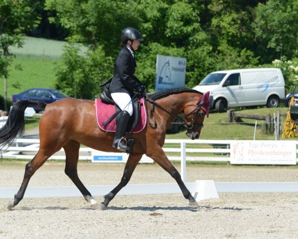Zuchtstute Pigalle IV (Deutsches Reitpony, 2008, von Keerlke)