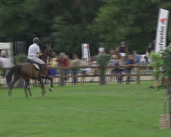 Reitturnier Kappelen-Lyss 2020