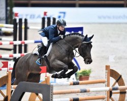 jumper Tamarindo Ls (Mexican Riding Horse, 2006, from Dollar de la Pierre)