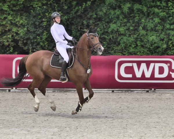 Reitturnier Worms-Pfeddersheim / Reitsportanlage Wittemer 2020