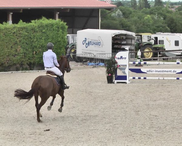 Reitturnier Worms-Pfeddersheim / Reitsportanlage Wittemer 2020