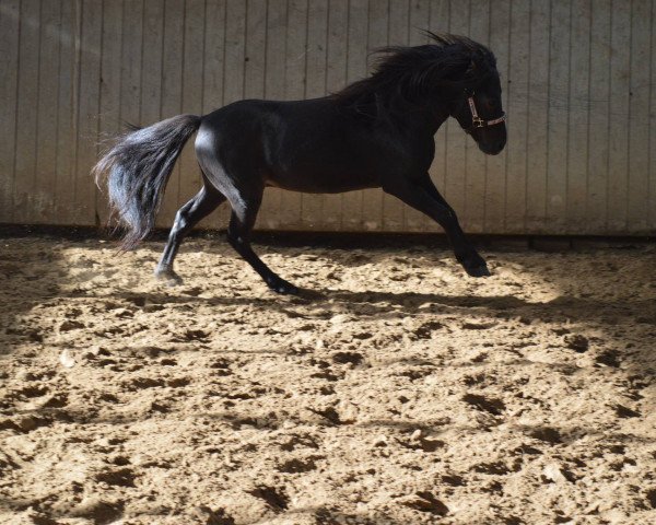 Dressurpferd Brillant 76 (Deutsches Classic Pony, 2011, von Bajan von Clus)