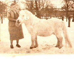 stallion Bim Zilver (Shetland Pony, 1945)