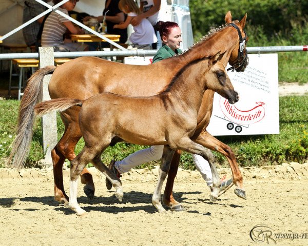 stallion Dancing Flash IC (German Riding Pony, 2015, from Dance Star AT NRW)