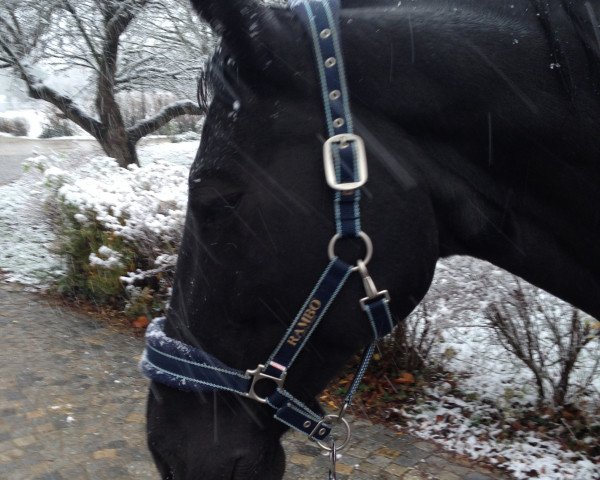broodmare Reika II (Oldenburg, 2002, from Shine On)