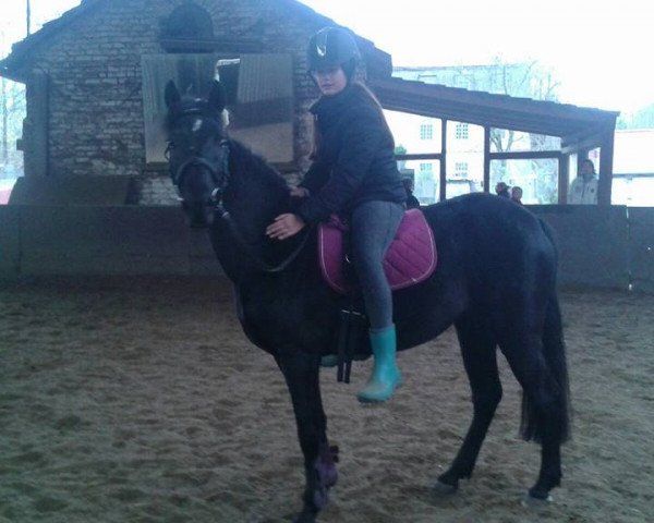 horse Greta 149 (German Riding Pony, 2003)