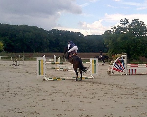 Springpferd Cheyenne Hawk (Holsteiner, 2007, von Cristo)