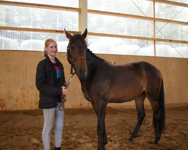 broodmare Nutoka (New Forest Pony, 2012, from Anydale Martien)