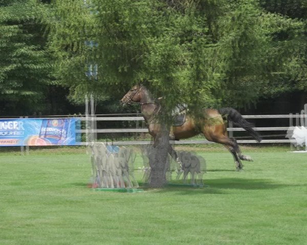 Reitturnier Kappelen-Lyss 2020