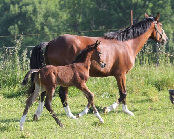 broodmare Kayleen (German Warmblood, 2010, from Aristo)