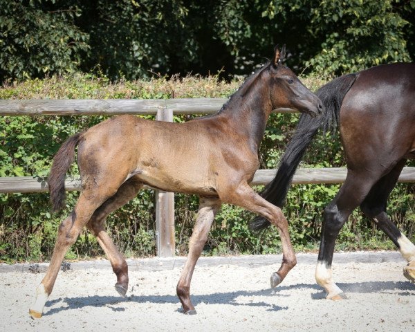 Deckhengst Easy Touch (Trakehner, 2015, von Touch my Heart)