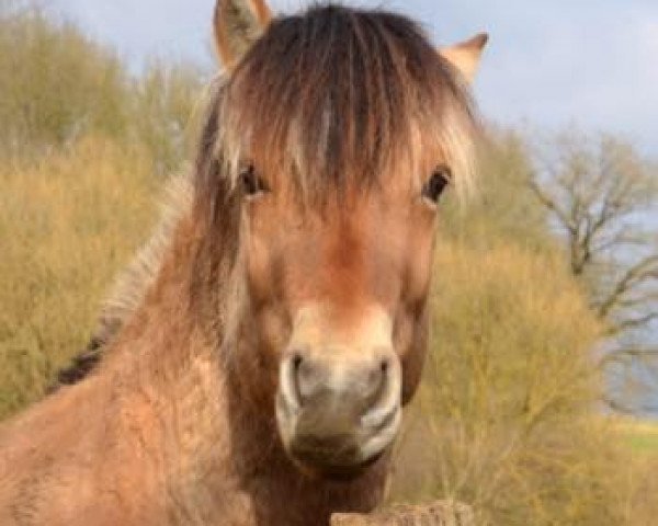horse Kaju (Fjord Horse, 2012, from Kalino)