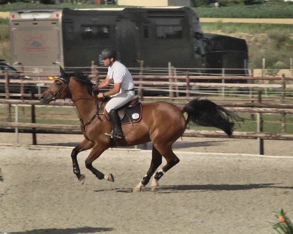 Reitturnier Worms-Pfeddersheim / Reitsportanlage Wittemer 2020