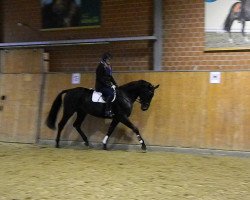 jumper Sambuca 88 (Mecklenburg, 2012, from Samba Hit I)