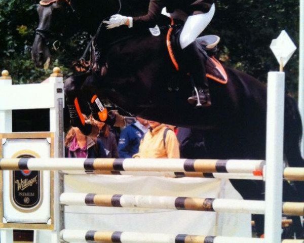 Springpferd Sonja 403 (Trakehner, 2004, von Black Magic Boy)