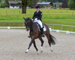 dressage horse Campino 288 (Westphalian, 2002, from Casparino)