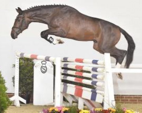 horse Party Boy (Oldenburg show jumper, 2013, from Presley Boy)