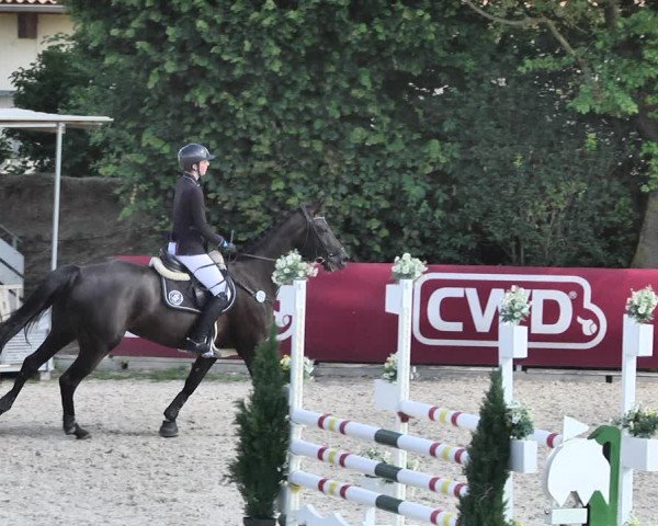Reitturnier Worms-Pfeddersheim / Reitsportanlage Wittemer 2020