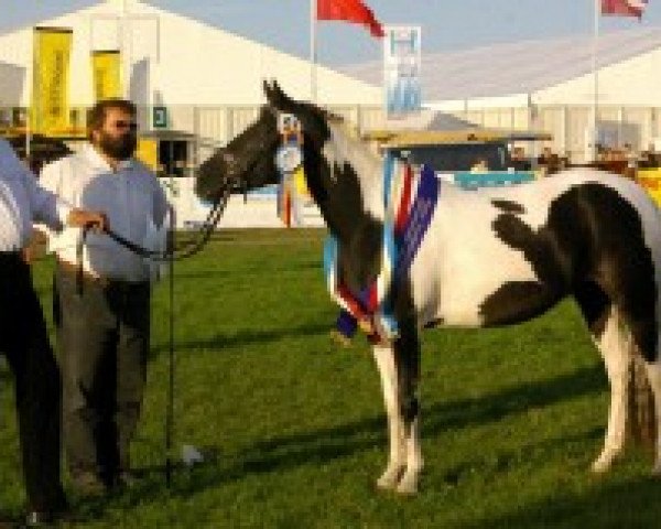 broodmare Annabell vom Tollmoor (Lewitzer, 2006, from Asterix vom Tollmoor)