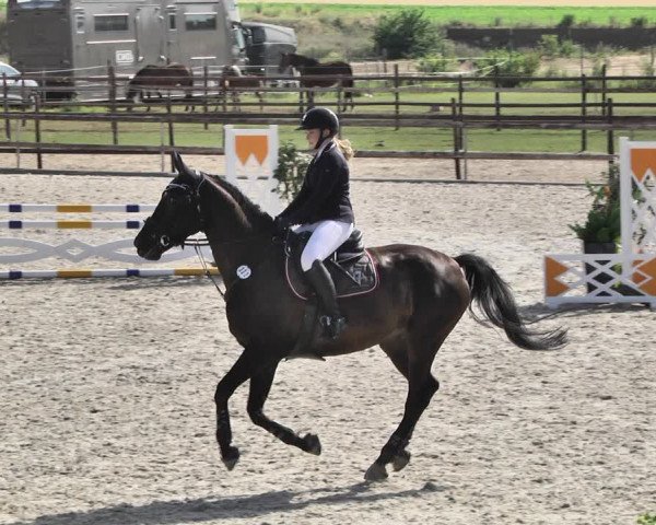 Reitturnier Worms-Pfeddersheim / Reitsportanlage Wittemer 2020