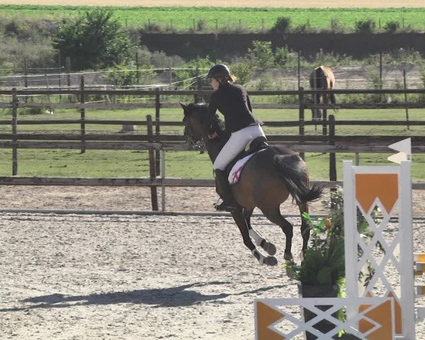 Reitturnier Worms-Pfeddersheim / Reitsportanlage Wittemer 2020